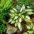 Hosta ´Remember Me´