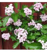 Crataegus x mordenensis 'Toba'