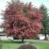 Crataegus x mordenensis 'Toba'