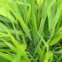 Hakonechloa macra 'Beni Kazi'