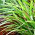 Hakonechloa macra 'Beni Kazi'