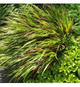 Hakonechloa macra 'Beni Kazi'