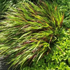 Hakonechloa macra 'Beni Kazi'
