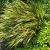 Hakonechloa macra 'Beni Kazi'