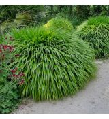 Hakonechloa macra