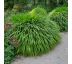 Hakonechloa macra 9x9 / 0,5L