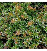 Berberis x media ´Parkjuweel´
