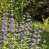 Caryopteris clandonensis ´Kew Blue´