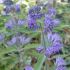 Caryopteris clandonensis ´Kew Blue´
