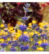 Caryopteris clandonensis ´Kew Blue´