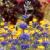 Caryopteris clandonensis ´Kew Blue´