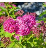 Spiraea japonica ´Neon Flash´