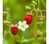 Fragaria vesca var. vesca 9x9 / 0,5L