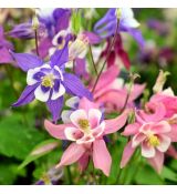 Aquilegia hybrid ´Biedermeier´