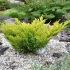Juniperus horizontalis ´Limeglow´