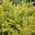 Juniperus horizontalis ´Limeglow´