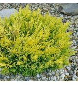 Juniperus horizontalis ´Limeglow´
