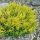 Juniperus horizontalis ´Limeglow´