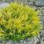Juniperus horizontalis ´Limeglow´