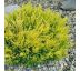Juniperus horizontalis ´Limeglow´ 9x9/ odber min. 5 kusov