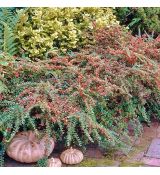Cotoneaster suecicus ´Coral Beauty´