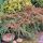 Cotoneaster suecicus ´Coral Beauty´