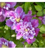 Clematis ´Piilu´
