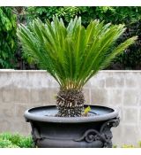 Cycas revoluta