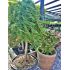 Juniperus horizontalis ´Prince of Wales´ na kmienku
