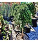 Juniperus horizontalis ´Prince of Wales´ na kmienku 30L / KM 60-70 cm