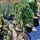 Juniperus horizontalis ´Prince of Wales´ na kmienku