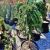 Juniperus horizontalis ´Prince of Wales´ na kmienku
