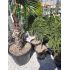 Juniperus horizontalis ´Prince of Wales´ na kmienku