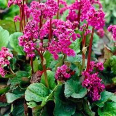 Bergenia cordifolia ´Rotblum´