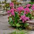 Bergenia cordifolia ´Rotblum´