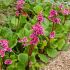 Bergenia cordifolia ´Rotblum´
