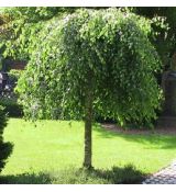 Betula pendula ´Youngii´