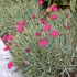 Dianthus gratianopolitanus 'Badenia'