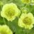 Geum cocktail ´Banana Daiquiri´