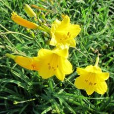 Hemerocallis 'Bitsy´