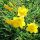 Hemerocallis 'Bitsy´