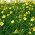 Hemerocallis 'Bitsy´