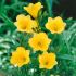 Hemerocallis 'Bitsy´