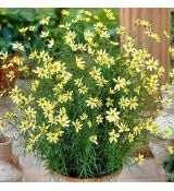 Coreopsis verticillata ´Moonbeam´
