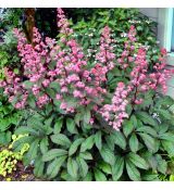 Rodgersia ´Bronze Peacock´