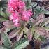 Rodgersia ´Bronze Peacock´