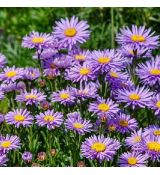 Aster alpinus ´Violet´