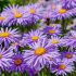 Aster alpinus ´Violet´