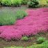 Thymus praecox ´Coccineus´