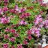 Thymus praecox ´Coccineus´